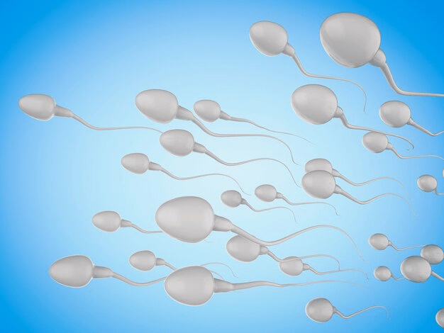 How to increase sperm release?